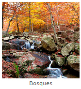 bosques