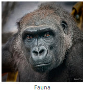 fauna